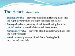 The Heart: Structures
 Tricuspid valve – prevents blood from flowing back into
the right atrium when the right ventricle contracts
 Bicuspid valve – prevents blood from flowing back into
the left atrium when the left ventricle contracts
 Pulmonary valve – prevents blood from flowing back into
the right ventricle
 Aortic valve – prevents blood from flowing back
into the left ventricle
 