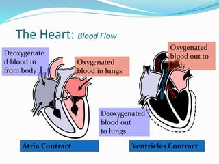 The Heart: Blood Flow
Deoxygenate
d blood in
from body
Oxygenated
blood in lungs
Atria Contract Ventricles Contract
Deoxygenated
blood out
to lungs
Oxygenated
blood out to
body
 