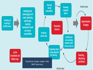 Iterative steps under the
NAP process
 