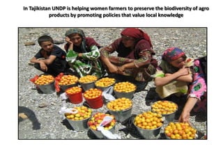 In Tajikistan UNDP is helping women farmers to preserve the biodiversity of agro
            products by promoting policies that value local knowledge
 