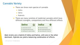 Cannabis Variety
 There are three main species of cannabis
 Indica
 Sativa
 Ruderalis
 There are many varieties of me...