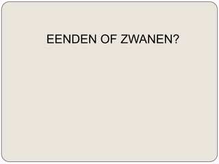 EENDEN OF ZWANEN?
 
