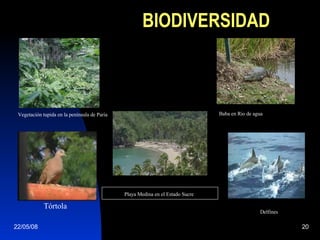 BIODIVERSIDAD Vegetación tupida en la península de Paria   Baba en Rio de agua Tórtola  Delfines   Playa Medina en el Estado Sucre   