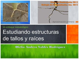 Un enfoque metodológico
Estudiando estructuras
de tallos y raíces
Aproximación primera
Ciclo de Conferencias 2013
Colegio de Postgraduados, Jun. 2013
Ofelia Andrea Valdés Rodríguez
 