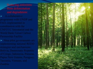 Reducing emissions
from deforestation
and degradation:
 A collaborative
programme with UNDP and
FAO, implemented in
coordination with the
UNFCCC Secretariat and the
World Bank Forest Carbon
Partnership Facility.
 Nine pilot governments are
implementing national REDD
strategies and mechanisms:
Bolivia, Democratic Republic
of Congo, Indonesia, Panama,
Papua New Guinea, Paraguay,
Tanzania, Vietnam, and
Zambia.
 