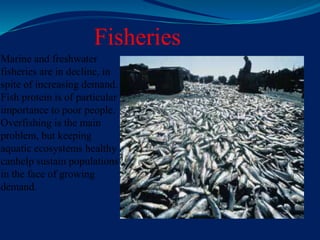 Fisheries
Marine and freshwater
fisheries are in decline, in
spite of increasing demand.
Fish protein is of particular
importance to poor people.
Overfishing is the main
problem, but keeping
aquatic ecosystems healthy
canhelp sustain populations
in the face of growing
demand.
 