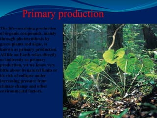 Primary production
The life-sustaining production
of organic compounds, mainly
through photosynthesis by
green plants and algae, is
known as primary production.
All life on Earth relies directly
or indirectly on primary
production, yet we know very
little about its natural limits or
its risk of collapse under
increasing pressure from
climate change and other
environmental factors.
 