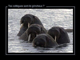 Tes collègues sont-ils grincheux ? 