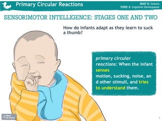 Primary circular reaction new arrivals