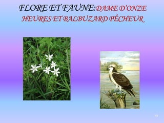 19FLORE ET FAUNE:DAME D’ONZE HEURES ET BALBUZARD PÊCHEUR