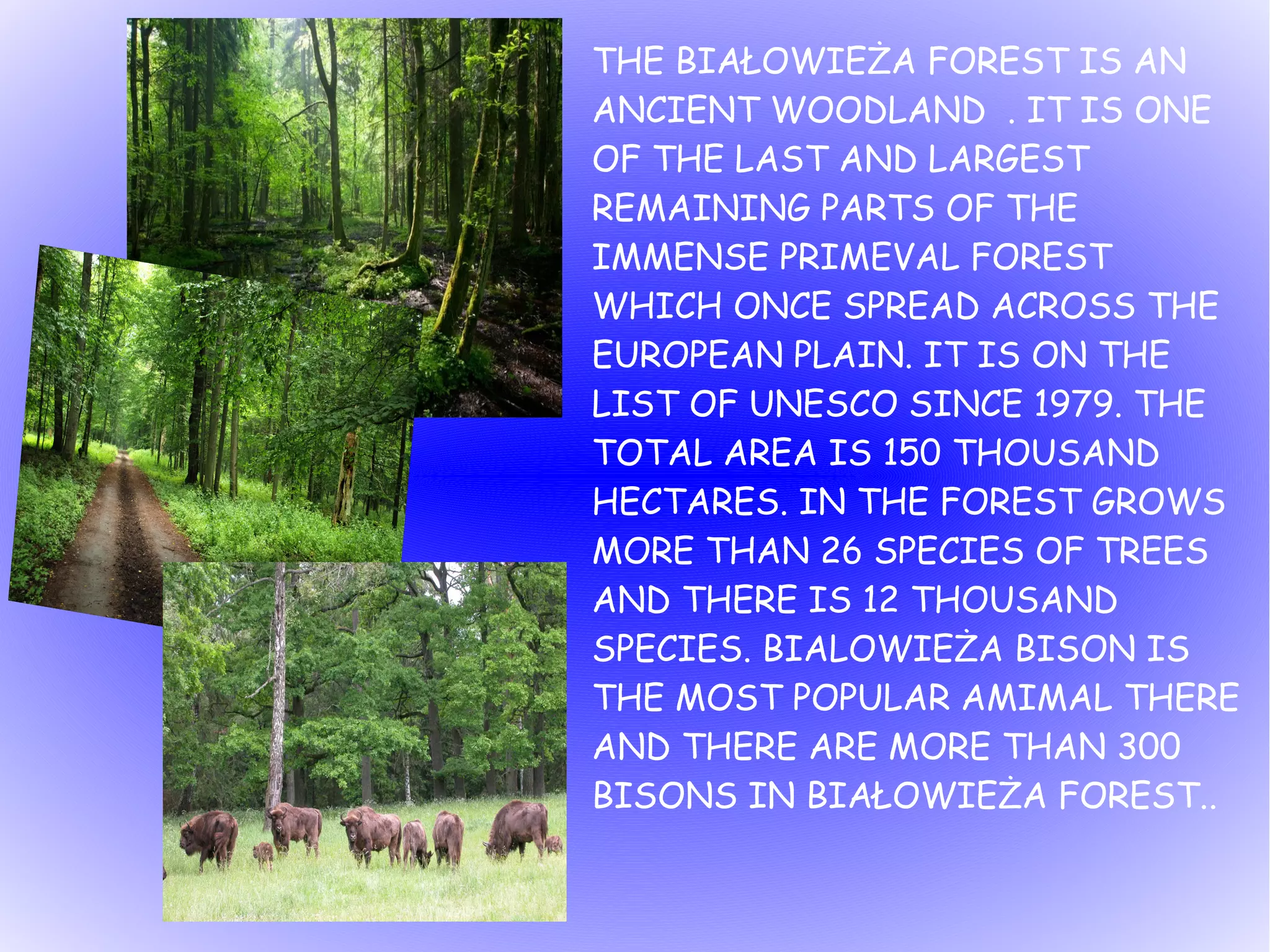 THE BIAŁOWIEŻA FOREST IS AN
ANCIENT WOODLAND . IT IS ONE
OF THE LAST AND LARGEST
REMAINING PARTS OF THE
IMMENSE PRIMEVAL FOREST
WHICH ONCE SPREAD ACROSS THE
EUROPEAN PLAIN. IT IS ON THE
LIST OF UNESCO SINCE 1979. THE
TOTAL AREA IS 150 THOUSAND
HECTARES. IN THE FOREST GROWS
MORE THAN 26 SPECIES OF TREES
AND THERE IS 12 THOUSAND
SPECIES. BIALOWIEŻA BISON IS
THE MOST POPULAR AMIMAL THERE
AND THERE ARE MORE THAN 300
BISONS IN BIAŁOWIEŻA FOREST..
 
