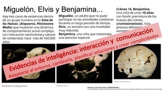 Miguelón, Elvis y Benjamina...
Atapuerca, Sima de los Huesos. 400.000-500.000 a.
Guia: pedagógica: https://museoevolucionhumana.com/archivos/miniguias-2020-museo-de-la-evolucion-humana.pdf
Hay tres casos de evidencias dentro
de un grupo humano en la Sima de
los Huesos, (Atapuerca, Pleistoceno
Medio) que muestran una dinámica
de comportamiento social complejo,
con interacción sentimental y valores
de solidaridad, hace más de 430.000
años.
Miguelón, un adulto que no pudo
participar en las actividades cotidianas
durante un largo periodo de tiempo.
Elvis, un anciano con una movilidad
muy reducida.
Benjamina, una niña que necesitaba
una atención especial.
Cráneo 14, Benjamina.
Una niña de unos 10 años
con fusión prematura de los
huesos del cráneo,
(craniosinostosis). Esto
provoca deformidad facial y
asimetría craneal, con
problemas psicomotores
(dificultades para moverse y
comunicarse).
Evidencias de inteligéncia: interacción y comunicación
Adaptarse al entorno, cambiarlo, planificar soluciones y crear complicidades
 