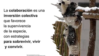 La colaboración es una
inversión colectiva
que favorece
la supervivencia
de la especie,
con estrategias
para sobrevivir, vivir
y convivir.
https://encrypted-tbn0.gstatic.com/images?
q=tbn:ANd9GcQPMAWzTBr_vPK1ph3YTHNMFnJ8YIKdu27ogQ&s
 