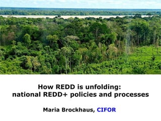 How is REDD+ unfolding on the ground?