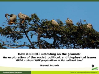 How is REDD+ unfolding on the ground?