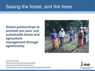 Seeing the forest, and the trees Global partnerships to promote pro poor and sustainable forest and agriculture management through agroforestry Jesús Quintana Environment and Climate Specialist  Environment and Climate Division International Fund for Agricultural Development (IFAD) 