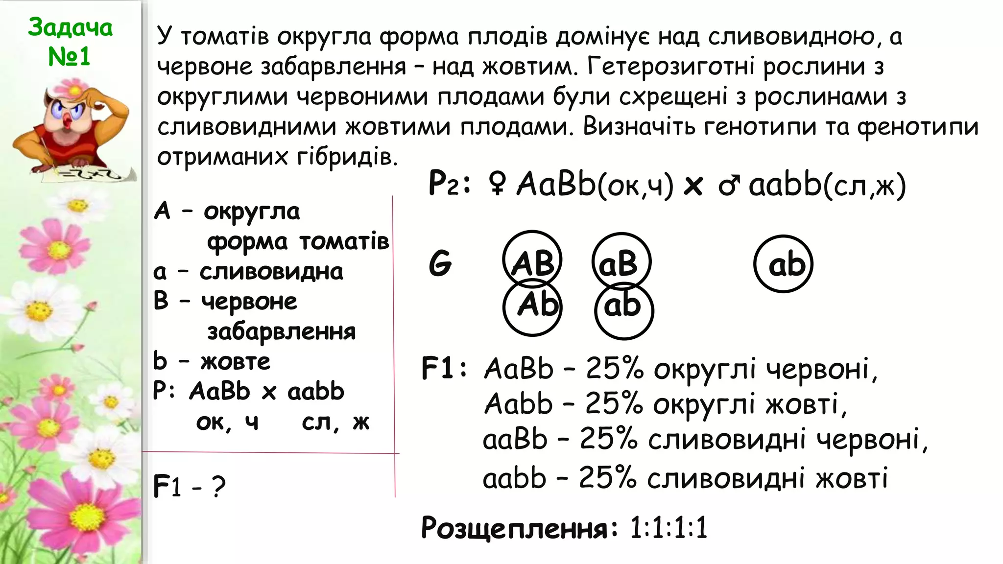 У томатів округла форма плодів домінує над сливовидною, а
червоне забарвлення – над жовтим. Гетерозиготні рослини з
округлими червоними плодами були схрещені з рослинами з
сливовидними жовтими плодами. Визначіть генотипи та фенотипи
отриманих гібридів.
А – округла
форма томатів
а – сливовидна
В – червоне
забарвлення
b – жовте
Р: АаВb x aabb
ок, ч сл, ж
Р2: ♀ АаВb(ок,ч) х ♂ ааbb(сл,ж)
G AB aB ab
Ab ab
F1 - ?
Задача
№1
F1: AaBb – 25% округлі червоні,
Aabb – 25% округлі жовті,
aaBb – 25% сливовидні червоні,
aabb – 25% сливовидні жовті
Розщеплення: 1:1:1:1
 