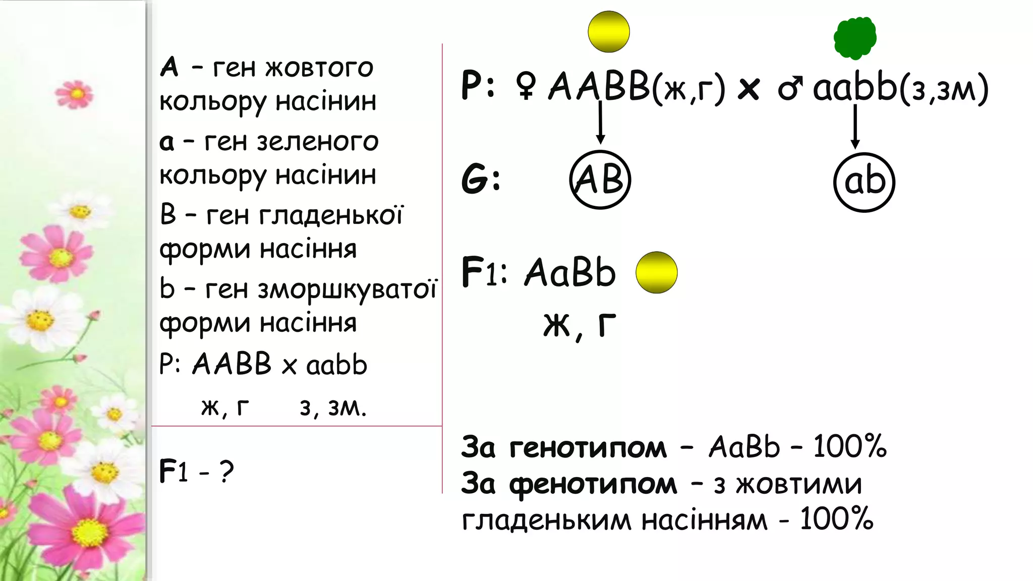 А – ген жовтого
кольору насінин
а – ген зеленого
кольору насінин
B – ген гладенької
форми насіння
b – ген зморшкуватої
форми насіння
Р: ААВВ х aabb
ж, г з, зм.
Р: ♀ ААВВ(ж,г) х ♂ ааbb(з,зм)
G: АВ аb
F1: АаВb
ж, г
За генотипом – АаВb – 100%
За фенотипом – з жовтими
гладеньким насінням - 100%
F1 - ?
 