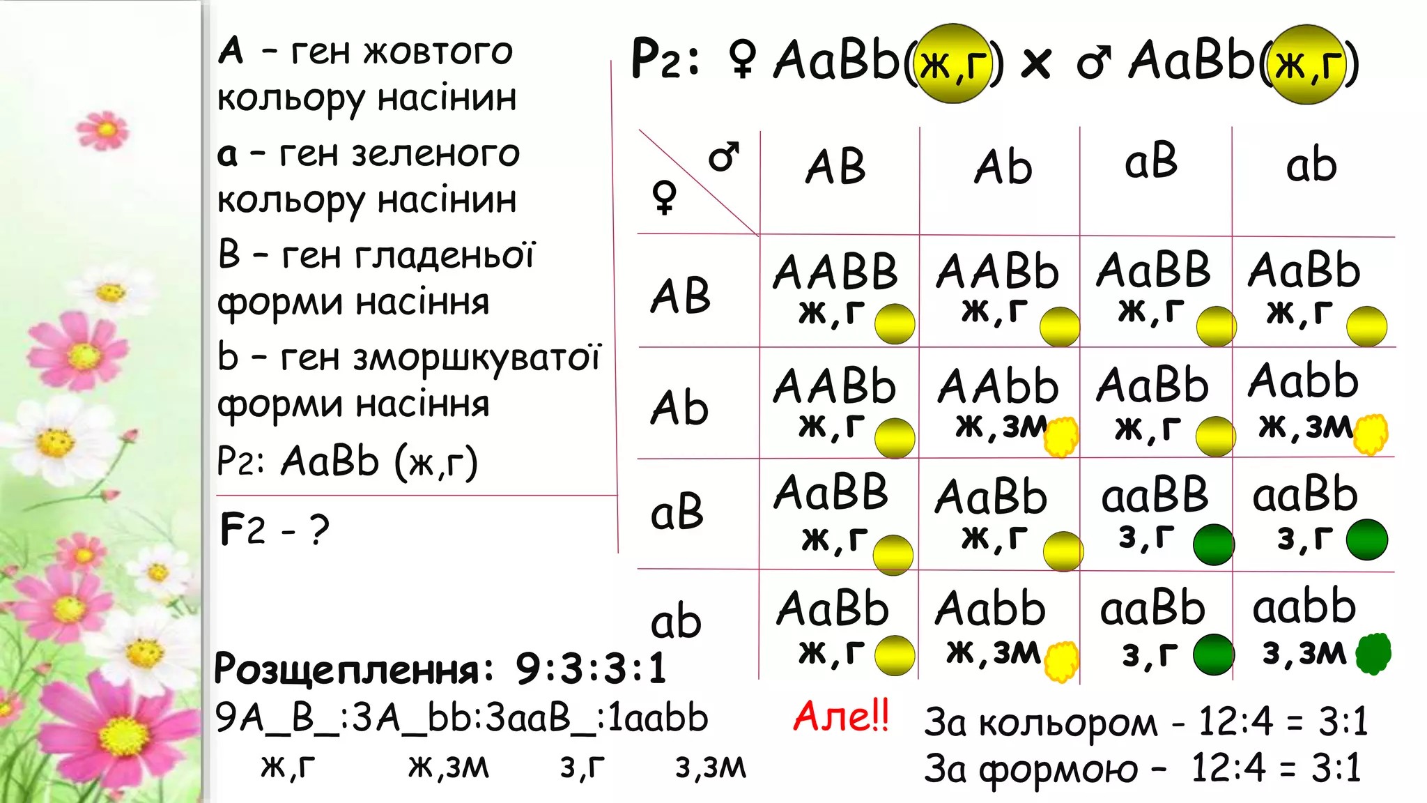 ж,зм
Аb
А – ген жовтого
кольору насінин
а – ген зеленого
кольору насінин
B – ген гладеньої
форми насіння
b – ген зморшкуватої
форми насіння
Р2: АаВb (ж,г)
Р2: ♀ АаВb(ж,г) х ♂ АаВb(ж,г)
F2 - ?
За кольором - 12:4 = 3:1
За формою – 12:4 = 3:1
Але!!
Розщеплення: 9:3:3:1
9А_В_:3А_bb:3ааВ_:1ааbb
ж,г ж,зм з,г з,зм
♂
♀
АВ
АВ
ААВВ
аВ
аb
аb
аВ
Аb
ААВb
ААВb
АаВВ
АаВb
ААbb
АаВb
АаВВ
Ааbb
АаВb
ааВВ
ааВb
АаВb
Ааbb
ааВb
ааbb
ж,г
ж,г
ж,г
ж,г
ж,г
ж,г
ж,г ж,г
ж,г
ж,зм
ж,зм
з,зм
з,г
з,г
з,г
 