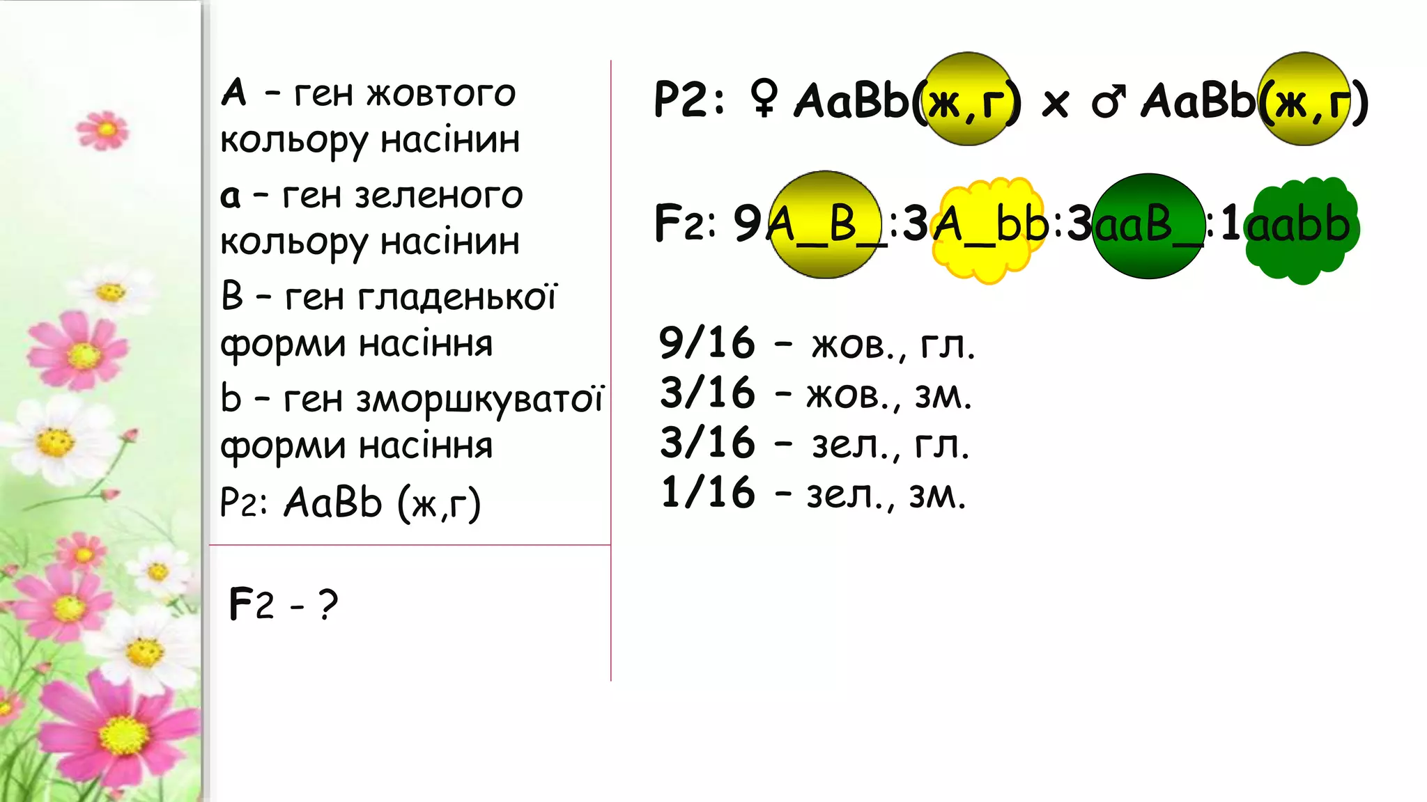 А – ген жовтого
кольору насінин
а – ген зеленого
кольору насінин
B – ген гладенької
форми насіння
b – ген зморшкуватої
форми насіння
Р2: АаВb (ж,г)
9/16 – жов., гл.
3/16 – жов., зм.
3/16 – зел., гл.
1/16 – зел., зм.
F2 - ?
Р2: ♀ АаВb(ж,г) х ♂ АаВb(ж,г)
F2: 9А_В_:3А_bb:3ааВ_:1ааbb
 