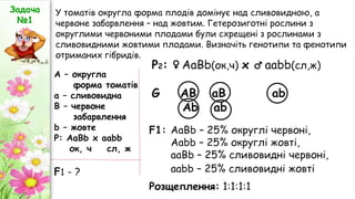 У томатів округла форма плодів домінує над сливовидною, а
червоне забарвлення – над жовтим. Гетерозиготні рослини з
округлими червоними плодами були схрещені з рослинами з
сливовидними жовтими плодами. Визначіть генотипи та фенотипи
отриманих гібридів.
А – округла
форма томатів
а – сливовидна
В – червоне
забарвлення
b – жовте
Р: АаВb x aabb
ок, ч сл, ж
Р2: ♀ АаВb(ок,ч) х ♂ ааbb(сл,ж)
G AB aB ab
Ab ab
F1 - ?
Задача
№1
F1: AaBb – 25% округлі червоні,
Aabb – 25% округлі жовті,
aaBb – 25% сливовидні червоні,
aabb – 25% сливовидні жовті
Розщеплення: 1:1:1:1
 