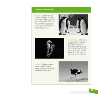 167
Anexo I: Padres animales
Pingüino: El padre es el que
da calor a los hijos en el nido,
mientras la madre sale a cazar
para alimentar a la familia. En
la sociedad de los pingüinos
el hijo que pierde al padre es
adoptado por otro.
Caballito de mar: El padre es
el responsable de la gestación
de los hijos. Una vez son
fecundados los óvulos fuera
de la madre, el padre lleva los
mismos en un saco especial
debajo de su cola hasta el
momento de su nacimiento.
Avestruz: El padre comparte
con la madre la tarea de
cuidar los huevos cuando ella
sale a buscar alimentos.
 