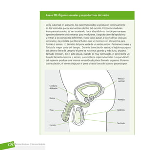 Reconociéndonos / Reconociéndolos
202
Anexo III: Órganos sexuales y reproductivos del varón
De la pubertad en adelante, los espermatozoides se producen continuamente
en los testículos que se encuentran dentro del escroto. Conforme maduran
los espermatozoides, se van moviendo hacia el epidídimo, donde permanecen
aproximadamente dos semanas para madurarse. Después salen del epidídimo
y entran a los conductos deferentes. Estos tubos pasan a través de las vesículas
seminales y la próstata que libera fluidos que se mezclan con el esperma para
formar el semen. El tamaño del pene varía de un varón a otro. Permanece suave y
flácido la mayor parte del tiempo. Durante la excitación sexual, el tejido esponjoso
del pene se llena de sangre y el pene se hace más grande y más duro, proceso
llamado erección. En el acto sexual, cuando es muy estimulado, el pene libera un
líquido llamado esperma o semen, que contiene espermatozoides. La eyaculación
del esperma produce una intensa sensación de placer llamada orgasmo. Durante
la eyaculación, el semen viaja por el pene y hacia fuera del cuerpo pasando por
 