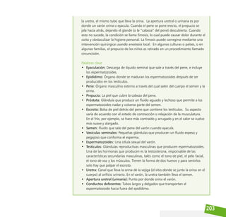 203
la uretra, el mismo tubo que lleva la orina. La apertura uretral o urinaria es por
donde un varón orina o eyacula. Cuando el pene se pone erecto, el prepucio se
jala hacia atrás, dejando el glande (o la “cabeza” del pene) descubierto. Cuando
esto no sucede, la condición se llama fimosis, lo cual puede causar dolor durante el
coito y obstaculizar la higiene personal. La fimosis puede corregirse mediante una
intervención quirúrgica usando anestesia local. En algunas culturas o países, o en
algunas familias, el prepucio de los niños es retirado en un procedimiento llamado
circuncisión.
Palabras clave
• Eyaculación: Descarga de líquido seminal que sale a través del pene, e incluye
los espermatozoides.
• Epidídimo: Órgano donde se maduran los espermatozoides después de ser
producidos en los testículos.
• Pene: Órgano masculino externo a través del cual salen del cuerpo el semen y la
orina.
• Prepucio: La piel que cubre la cabeza del pene.
• Próstata: Glándula que produce un fluido aguado y lechoso que permite a los
espermatozoides nadar y volverse parte del semen.
• Escroto: Bolsa de piel detrás del pene que contiene los testículos. Su aspecto
varía de acuerdo con el estado de contracción o relajación de la musculatura.
En el frío, por ejemplo, se hace más contraído y arrugado y en el calor se vuelve
más suave y alargado.
• Semen: Fluido que sale del pene del varón cuando eyacula.
• Vesículas seminales: Pequeñas glándulas que producen un fluido espeso y
pegajoso que conforma el esperma.
• Espermatozoides: Una célula sexual del varón.
• Testículos: Glándulas reproductivas masculinas que producen espermatozoides.
Una de las hormonas que producen es la testosterona, responsable de las
características secundarias masculinas, tales como el tono de piel, el pelo facial,
el tono de voz y los músculos. Tienen la forma de dos huevos y para sentirlos
solo hay que palpar el escroto.
• Uretra: Canal que lleva la orina de la vejiga (el sitio donde se junta la orina en el
cuerpo) al orificio urinario. En el varón, la uretra también lleva el semen.
• Apertura uretral (urinaria): Punto por donde orina el varón.
• Conductos deferentes: Tubos largos y delgados que transportan el
espermatozoide hacia fuera del epidídimo.
 