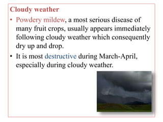 Cloudy weather
• Powdery mildew, a most serious disease of
many fruit crops, usually appears immediately
following cloudy weather which consequently
dry up and drop.
• It is most destructive during March-April,
especially during cloudy weather.
 