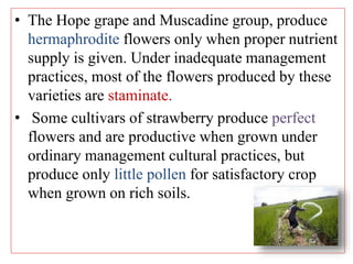 • The Hope grape and Muscadine group, produce
hermaphrodite flowers only when proper nutrient
supply is given. Under inadequate management
practices, most of the flowers produced by these
varieties are staminate.
• Some cultivars of strawberry produce perfect
flowers and are productive when grown under
ordinary management cultural practices, but
produce only little pollen for satisfactory crop
when grown on rich soils.
 