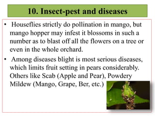 10. Insect-pest and diseases
• Houseflies strictly do pollination in mango, but
mango hopper may infest it blossoms in such a
number as to blast off all the flowers on a tree or
even in the whole orchard.
• Among diseases blight is most serious diseases,
which limits fruit setting in pears considerably.
Others like Scab (Apple and Pear), Powdery
Mildew (Mango, Grape, Ber, etc.)
 