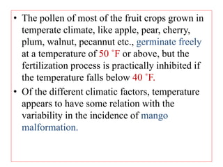 • The pollen of most of the fruit crops grown in
temperate climate, like apple, pear, cherry,
plum, walnut, pecannut etc., germinate freely
at a temperature of 50 ˚F or above, but the
fertilization process is practically inhibited if
the temperature falls below 40 ˚F.
• Of the different climatic factors, temperature
appears to have some relation with the
variability in the incidence of mango
malformation.
 