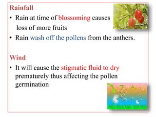 Rainfall
• Rain at time of blossoming causes
loss of more fruits
• Rain wash off the pollens from the anthers.
Wind
• It will cause the stigmatic fluid to dry
prematurely thus affecting the pollen
germination
 