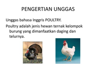 600+ Gambar Unggas HD Terbaru