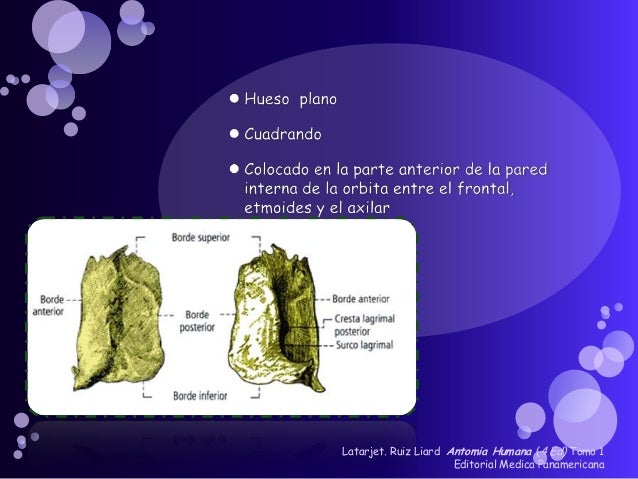 UNGIS O HUESO LAGRIMAL