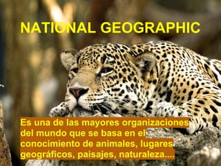 NATIONAL GEOGRAPHIC
Es una de las mayores organizaciones
del mundo que se basa en el
conocimiento de animales, lugares
geográficos, paisajes, naturaleza....
 