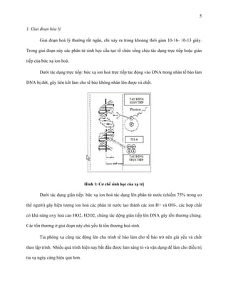 5
1. Giai đoạn hóa lý
Giai đoạn hoá lý thường rất ngắn, chỉ xảy ra trong khoảng thời gian 10-16- 10-13 giây.
Trong giai đoạn này các phân tử sinh học cấu tạo tổ chức sống chịu tác dụng trực tiếp hoặc gián
tiếp của bức xạ ion hoá.
Dưới tác dụng trực tiếp: bức xạ ion hoá trực tiếp tác động vào DNA trong nhân tế bào làm
DNA bị đứt, gãy liên kết làm cho tế bào không nhân lên được và chết.

Hình 1: Cơ chế sinh học của xạ trị

Dưới tác dụng gián tiếp: bức xạ ion hoá tác dụng lên phân tử nước (chiếm 75% trong cơ
thể người) gây hiện tượng ion hoá các phân tử nước tạo thành các ion H+ và OH-, các hợp chất
có khả năng oxy hoá cao HO2, H2O2, chúng tác dộng gián tiếp lên DNA gây tổn thương chúng.
Các tổn thương ở giai đoạn này chủ yếu là tổn thương hoá sinh.
Tia phóng xạ cũng tác động lên chu trình tế bào làm cho tế bào trở nên già yếu và chết
theo lập trình. Nhiều quá trình hiện nay bắt đầu được làm sáng tỏ và vận dụng để làm cho điều trị
tia xạ ngày càng hiệu quả hơn.

 