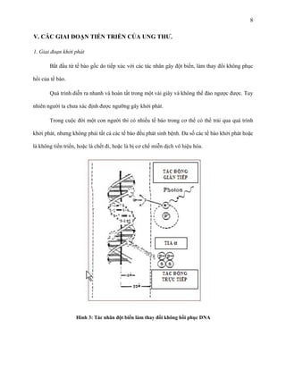 8

V. CÁC GIAI ĐOẠN TIẾN TRIỂN CỦA UNG THƯ.
1. Giai đoạn khởi phát
Bắt đầu từ tế bào gốc do tiếp xúc với các tác nhân gây đột biến, làm thay đổi không phục
hồi của tế bào.
Quá trình diễn ra nhanh và hoàn tất trong một vài giây và không thể đảo ngược được. Tuy
nhiên người ta chưa xác định được ngưỡng gây khởi phát.
Trong cuộc đời một con người thì có nhiều tế bào trong cơ thể có thể trải qua quá trình
khởi phát, nhưng không phải tất cả các tế bào đều phát sinh bệnh. Đa số các tế bào khởi phát hoặc
là không tiến triển, hoặc là chết đi, hoặc là bị cơ chế miễn dịch vô hiệu hóa.

Hình 3: Tác nhân đột biến làm thay đổi không hồi phục DNA

 