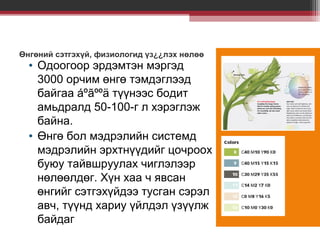 Өнгөний сэтгэхүй, физиологид үз¿¿лэх нөлөө

• Одоогоор эрдэмтэн мэргэд
3000 орчим өнгө тэмдэглээд
байгаа áºãººä түүнээс бодит
амьдралд 50-100-г л хэрэглэж
байна.
• Өнгө бол мэдрэлийн системд
мэдрэлийн эрхтнүүдийг цочроох
буюу тайвшруулах чиглэлээр
нөлөөлдөг. Хүн хаа ч явсан
өнгийг сэтгэхүйдээ тусган сэрэл
авч, түүнд хариу үйлдэл үзүүлж
байдаг

 