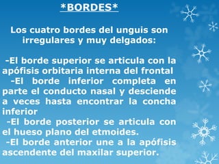 *BORDES*
Los cuatro bordes del unguis son
irregulares y muy delgados:
-El borde superior se articula con la
apófisis orbitaria interna del frontal
-El borde inferior completa en
parte el conducto nasal y desciende
a veces hasta encontrar la concha
inferior
-El borde posterior se articula con
el hueso plano del etmoides.
-El borde anterior une a la apófisis
ascendente del maxilar superior.
 