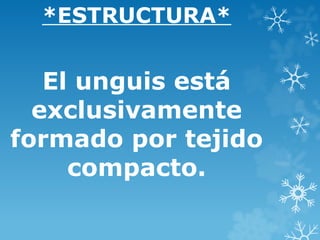 *ESTRUCTURA*
El unguis está
exclusivamente
formado por tejido
compacto.
 