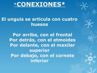 *CONEXIONES*
El unguis se articula con cuatro
huesos
Por arriba, con el frontal
Por detrás, con el etmoides
Por delante, con el maxilar
superior
Por debajo, con el cornete
inferior
 