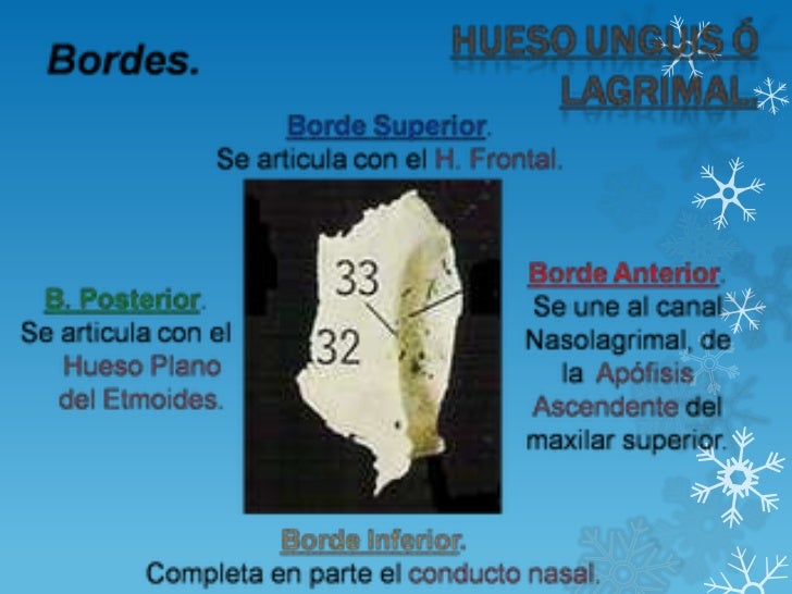 Unguis