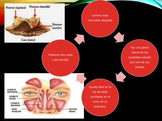 Lámina ósea
incurvada alargada
Fija a la pared
lateral de las
cavidades nasales
por uno de sus
bordes
Queda libre en la
luz de estas
cavidades en el
resto de su
extensión.
Presenta dos caras
y dos bordes.
 