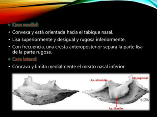• Cara medial:
• Convexa y está orientada hacia el tabique nasal.
• Lisa superiormente y desigual y rugosa inferiormente.
• Con frecuencia, una cresta anteroposterior separa la parte lisa
de la parte rugosa.
• Cara lateral:
• Cóncava y limita medialmente el meato nasal inferior.
 
