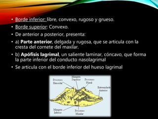 • Borde inferior: libre, convexo, rugoso y grueso.
• Borde superior: Convexo.
• De anterior a posterior, presenta:
• a) Parte anterior, delgada y rugosa, que se articula con la
cresta del cornete del maxilar.
• b) Apófisis lagrimal, un saliente laminar, cóncavo, que forma
la parte inferior del conducto nasolagrimal
• Se articula con el borde inferior del hueso lagrimal
 