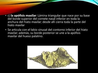 • c) la apófisis maxilar: Lámina triangular que nace por su base
del borde superior del cornete nasal inferior en toda la
anchura del hiato maxilar; desde allí cierra toda la parte del
hiato maxilar
• Se articula con el labio sinusal del contorno inferior del hiato
maxilar; además, su borde posterior se une a la apófisis
maxilar del hueso palatino.
 