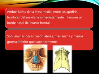 Ambos lados de la línea media, entre las apófisis
frontales del maxilar e inmediatamente inferiores al
borde nasal del hueso frontal.
Son láminas óseas cuadriláteras, más ancha y menos
gruesa inferior que superiormente.
 