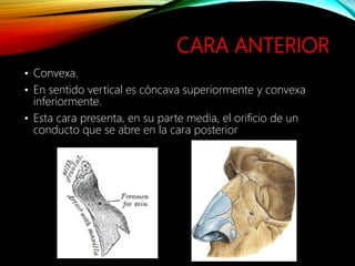 CARA ANTERIOR
• Convexa.
• En sentido vertical es cóncava superiormente y convexa
inferiormente.
• Esta cara presenta, en su parte media, el orificio de un
conducto que se abre en la cara posterior
 