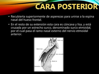 • Recubierta superiormente de asperezas para unirse a la espina
nasal del hueso frontal.
• En el resto de su extensión esta cara es cóncava y lisa, y está
cruzada por un estrecho surco, denominado surco etmoidal,
por el cual pasa el ramo nasal externo del nervio etmoidal
anterior.
 